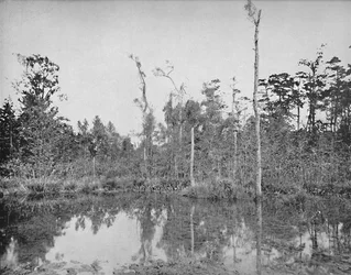 A Louisiana Swamp, c1897.