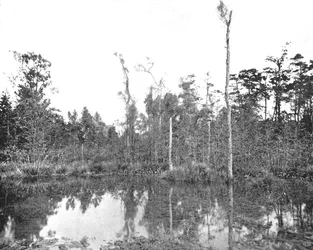 Bažina Louisiany, USA, c1900.