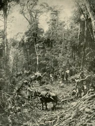 Drsná cesta, Tasmánie, 1901.