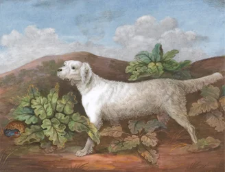 Setter: Tváří v tvář doleva, s koroptev ukrývající se mezi lopuchy nalevo, ca. 1805.