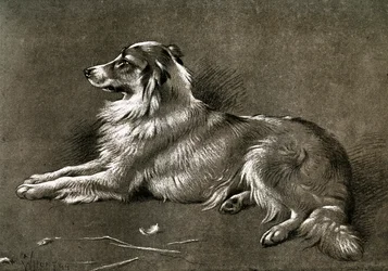 Ovčácký pes, 1901
