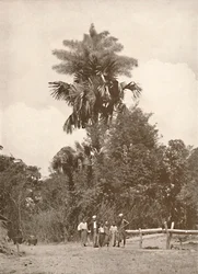 Talipot Palm v květu, 1900.