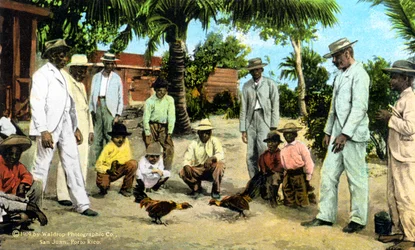 Kohoutí zápas, Portoriko, 1909