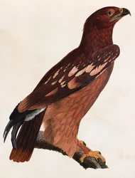 Barevná ilustrace hnědého ptáka