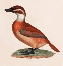 Barevná ilustrace hnědé kachny