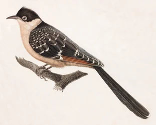 Barevná ilustrace šedého ptáka
