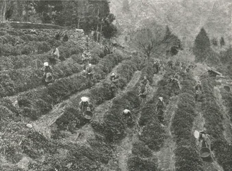 Čajová plantáž mimo město, Kobe, Japonsko, 1895.