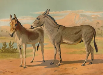 Habešský divoký mužský zadek a samice indického Onagera, c1879.