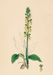 Aceras antropophora. Man Orchis, 19. století