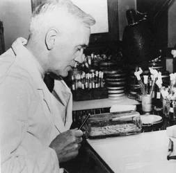 Alexander Fleming, skotský bakteriolog ve své laboratoři, 30. léta 20. století