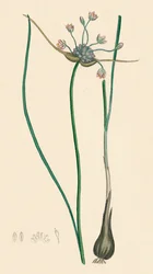 Allium oleraceum var. originální. Česnek polní, var. a, 19. století