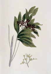 Nové koření, 1823