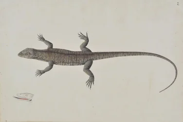 Indický ještěr Bish-Copra, Ca. 1790.