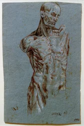Anatomická studie (Ecorché)