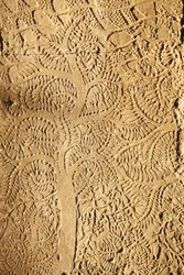 Angkor Wat, vyřezávaný detail na WallTree, Siem Reap, Kambodža