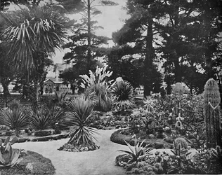 Arizonské zahrady. Monterey, Cal., c1897.