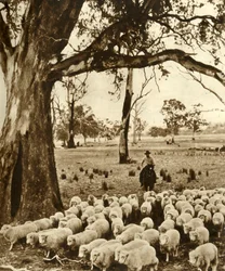 Austrálie - Jezdec s některými svými svěřenci na ovčí stanici ve státě Victoria, c1948.