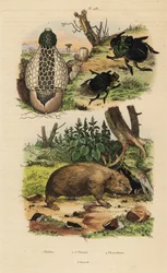 Houba bambusová, Phallus indusiatus 1, hnojník skarabeus, Coprophanaeus ensifer 2 a herečky Diabroctis 3 a vombat obecný, Vombatus ursinus 4
