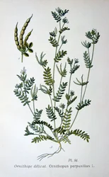Ptačí noha, 1893