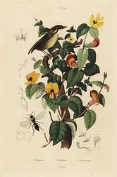 Hruška černolící, Conopophaga melanops, slíďák hezký, Platylobium formosum a vosa Inostemma boscii