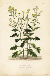 Hořčice černá, Brassica nigra, Sinapis nigra, Hořčice černá