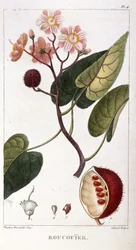 Botanická deska/Bixa orellana/Rocuyer