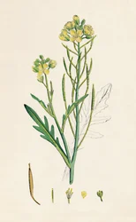 Brassica tenuifolia. Nástěnná raketa, 19. století