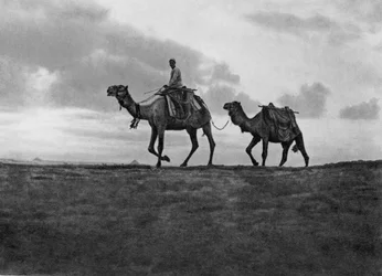 Velbloudi v poušti mimo Káhiru, Egypt, c1920