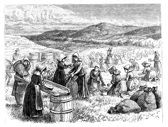 Ženy z Cape Cod sbírají a třídí brusinky, 1875