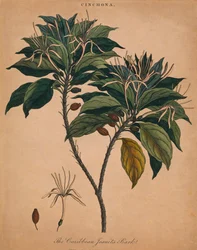 Mochna. Karibská jezuitská kůra, 1801.