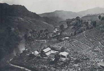 Čajová plantáž Cingalese, 1924