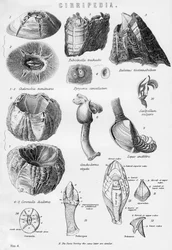 Cirripedia, 19. století