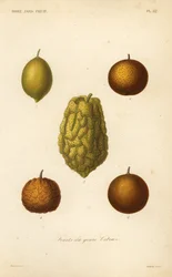 Citrusové plody, ovoce žánru citrusů