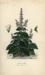 Šalvěj muškátová, Salvia sclarea, Sauge sclaree