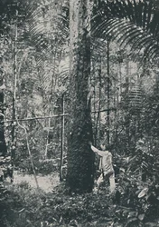 Sběratelství kaučuku, 1916