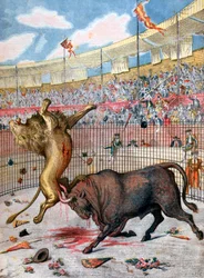 Souboj mezi lvem a býkem, Španělsko, 1894