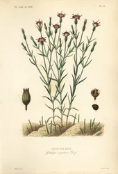 Koukol polní, Agrostemma githago, Githago segetum, Nielle des blés, ručně kolorovaná ocelorytina od L