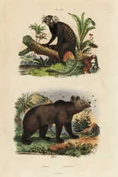Kosman obecný, Callithrix jacchus 1, a medvěd hnědý, Ursus arctos, se včelami 2