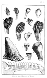 Srovnání zubů leguanodona se zuby moderního leguána, 1836