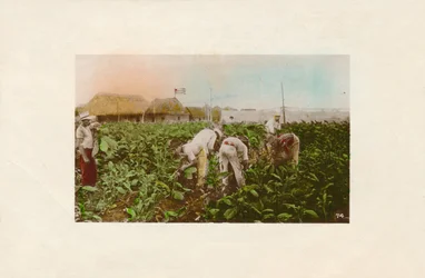 Cosecha de tabaco. - Tabacco Plantation., c1910