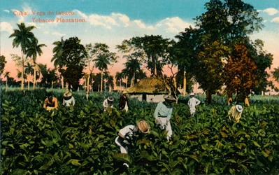 Kuba: Vega tabáku. Tobacco Plantation, c1900