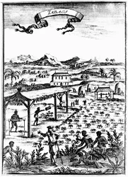 Pěstování a sušení tabáku v Západní Indii pomocí otrocké práce, 1686