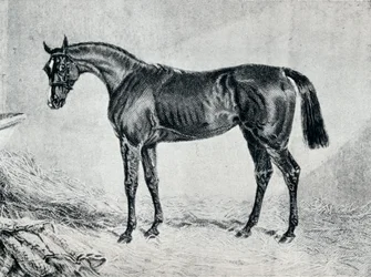 Cyprián, 19. století, 1911