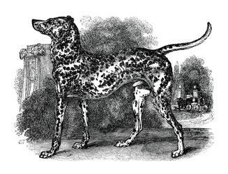 Dalmatský pes, 1848