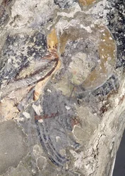 Detail z paleochristian fresky v apsidě (freska) (viz 138684-85)