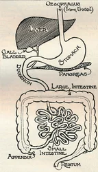 Diagram zobrazující trávicí kanál, který prochází přímo tělem, c1934