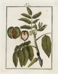 Vlašský ořech. Svět v obrazech. Svazek 3. Stavitel. Vídeň. 1790