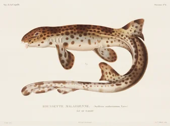 Dogfish, 