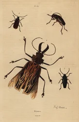 Dorysthenes paradoxus 1, Macrodontia cervicornis zranitelná 2, Elateropsis lineatus 3 a Prionus versicolor 4