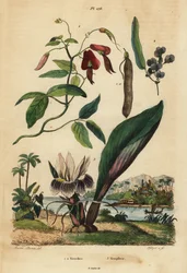 Tmavá korálová hlava, Kennedia rubicunda 1, nepravá sarsaparilla, Hardenbergia violacea 2 a blackhorm